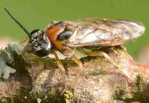 Nematus (Pteronidea) brevivalvis 