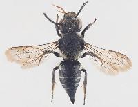 Coelioxys (Coelioxys) inermis 