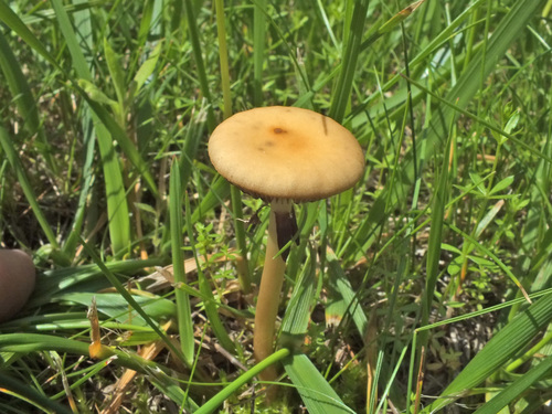 Agrocybe paludosa