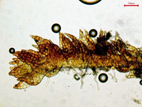 ������������ �����������