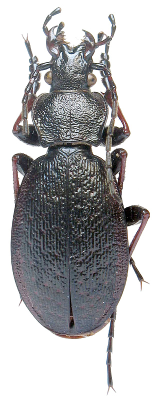 Carabus odoratus