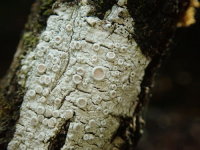 Ochrolechia pallescens 