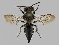 Coelioxys (Coelioxys) mandibularis 