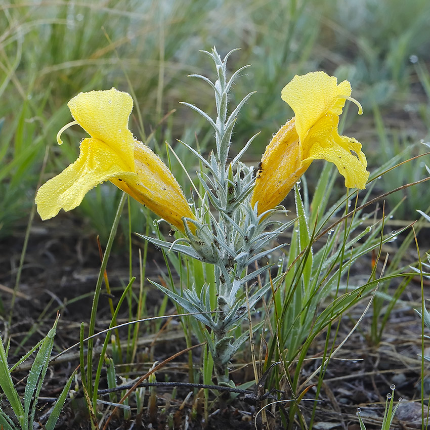 �������� ��������