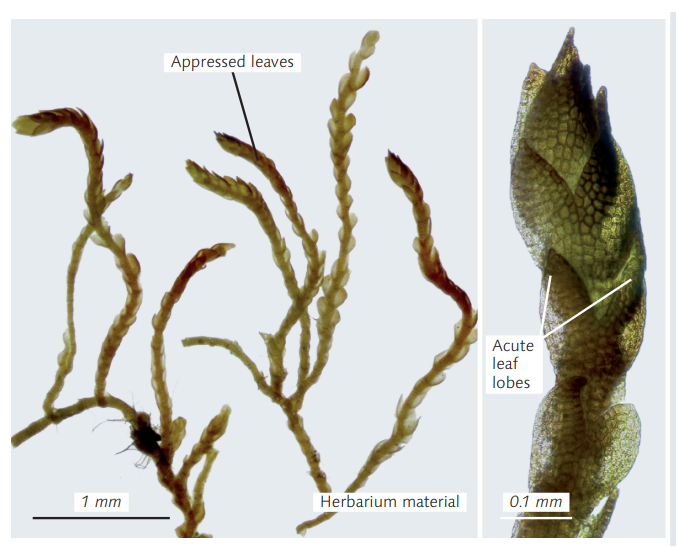 ���������� ������������������