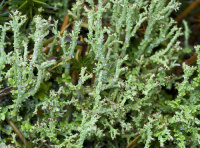 Cladonia furcata 