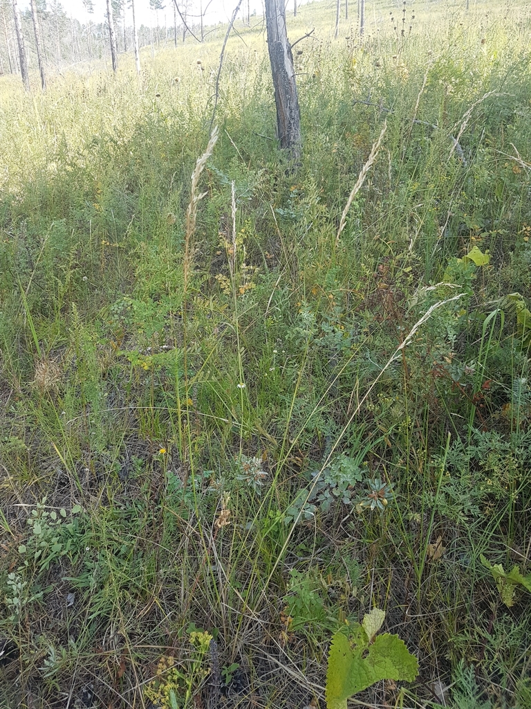 ��� �����������