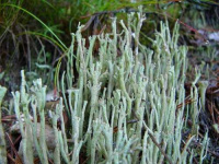 Cladonia subulata