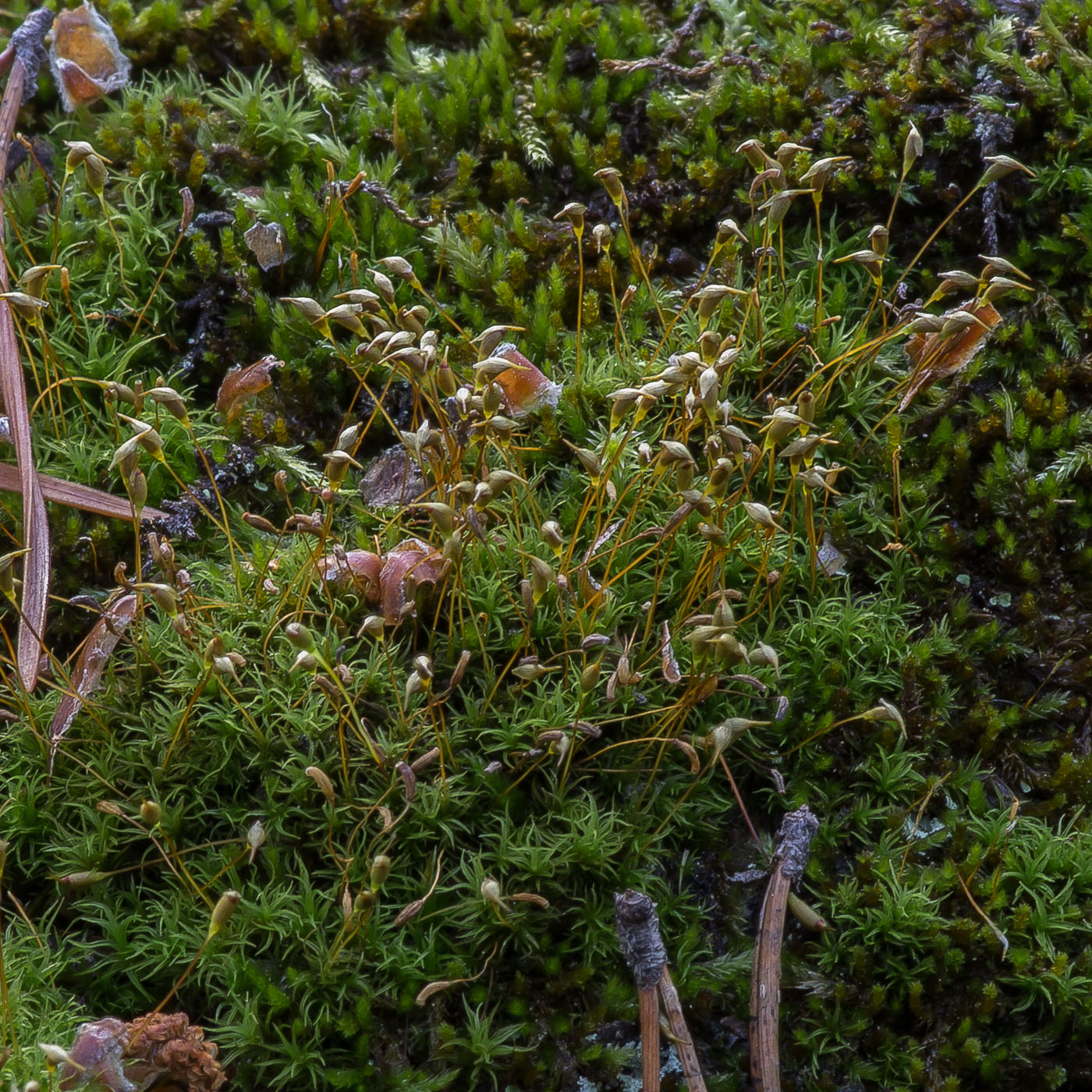 ����������� �������