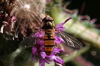 Episyrphus balteatus