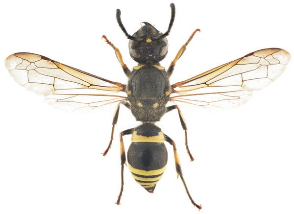 Ancistrocerus parietinus 