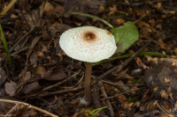 Lepiota cristata 