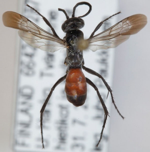 Evagetes dubius