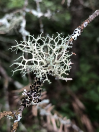 Evernia mesomorpha 