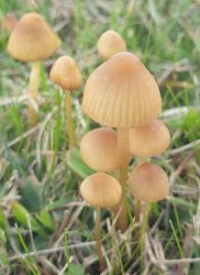 Mycena olivaceomarginata