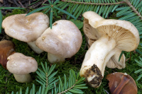 Lactarius albocarneus