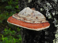 Fomitopsis pinicola 