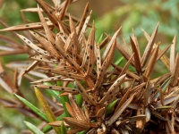 Lophodermella sulcigena 