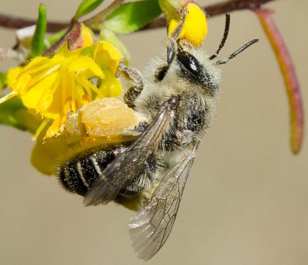 Melitta tricincta 