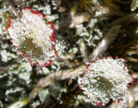 Cladonia coccifera