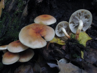 Hypholoma lateritium 