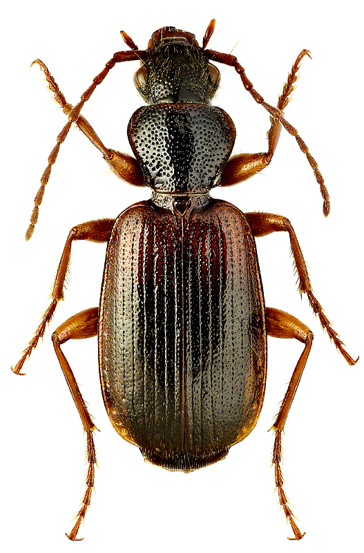 Cymindis (Tarulus) vaporariorum