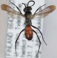 Evagetes dubius