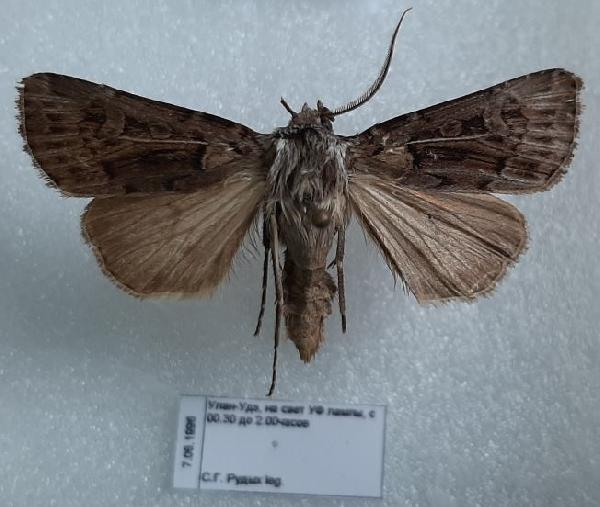 Agrotis trifurca 