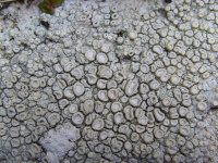 Ochrolechia pustulosa 