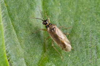 Dicyphus globulifer