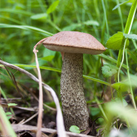 Leccinum scabrum 