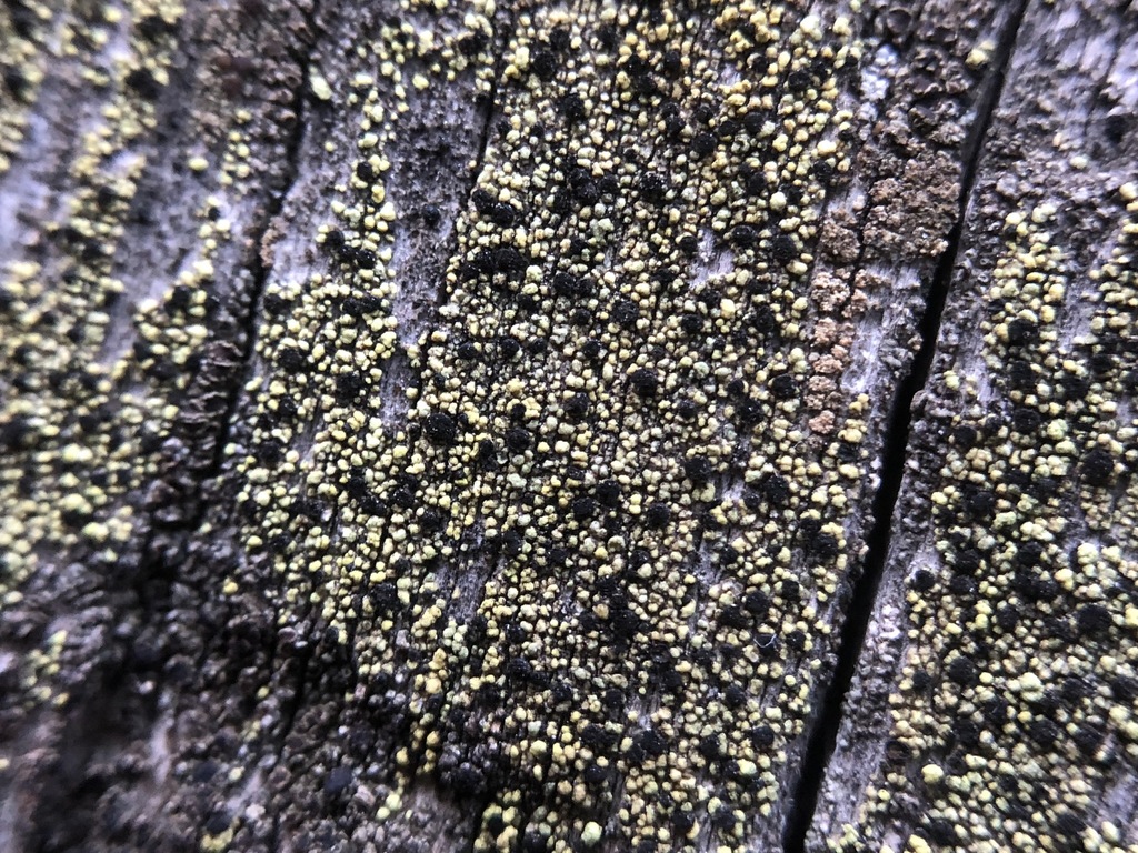 Calicium pinicola�