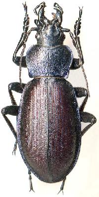 Carabus schoenherri