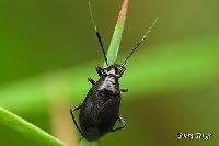 Capsus pilifer 