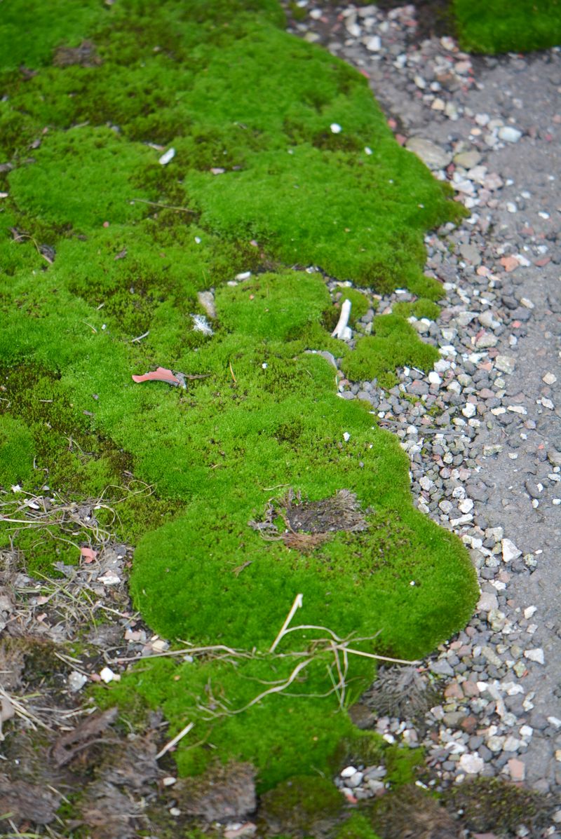 ��������� ���������