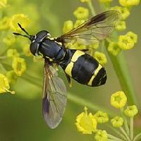 Chrysotoxum bicinctum