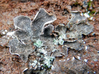 Peltigera lepidophora 