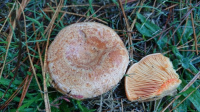 Lactarius deliciosus 