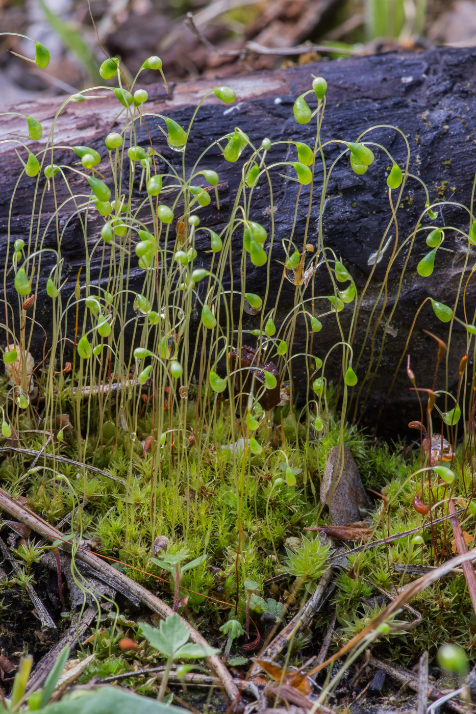 ������� �����������