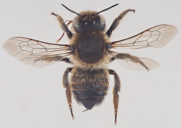 Megachile (Xanthosarus) lagopoda