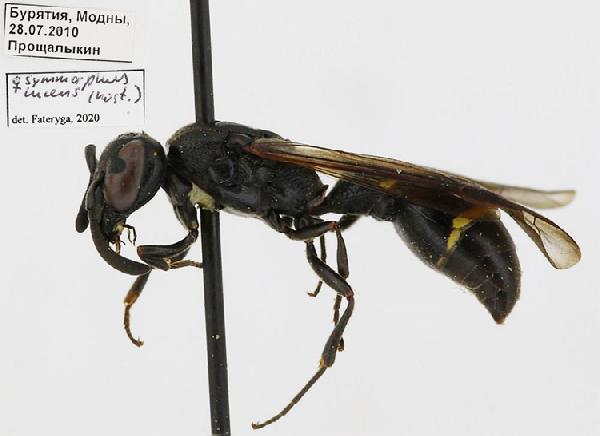 Symmorphus lucens