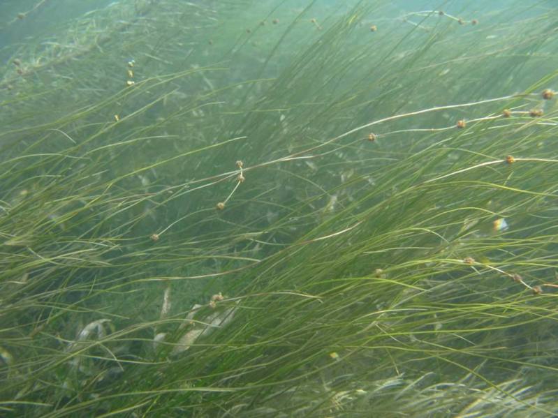 �������� ����������