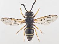 Ancistrocerus oviventris 