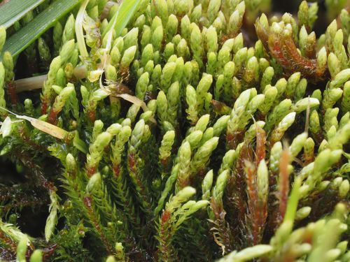 ��������� ��������