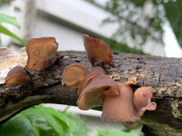 Auricularia heimuer