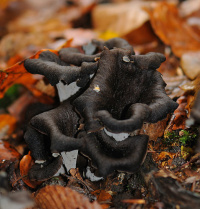 Craterellus cornucopioides 