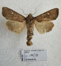 Helotropha leucostigma