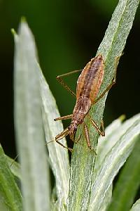 Nabis (Dolichonabis) limbatus