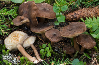 Lactarius lignyotus