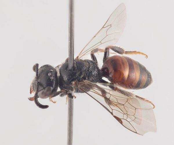 Sphecodes miniatus